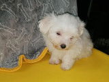 À réserver, 3 chiots Bichons Maltais mâles au pelage blanc (non LOF)