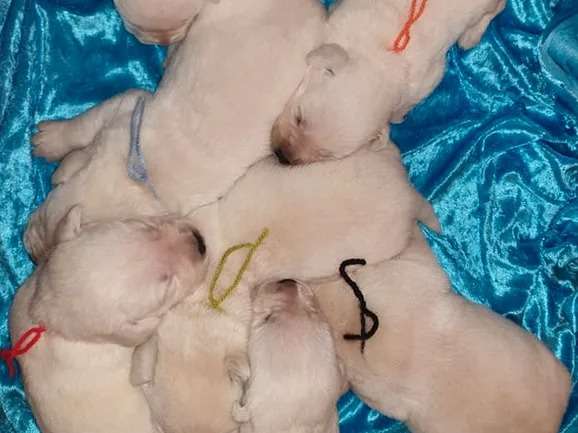 Chiots Labrador blancs nés en octobre 2021 LOF à réserver
