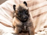 Disponibilité de chiots Berger Belge Tervueren LOF fauve charbonné