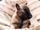 Disponibilité de chiots Berger Belge Tervueren LOF fauve charbonné