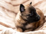 Disponibilité de chiots Berger Belge Tervueren LOF fauve charbonné