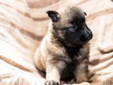 Disponibilité de chiots Berger Belge Tervueren LOF fauve charbonné