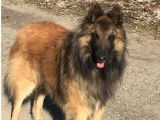 Disponibilité de chiots Berger Belge Tervueren LOF fauve charbonné