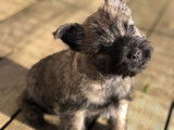 Chiots m&acirc;le Cairn Terrier (LOF) &agrave; poils longs &agrave; vendre