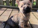 Chiots m&acirc;le Cairn Terrier (LOF) &agrave; poils longs &agrave; vendre