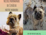 Chiots m&acirc;le Cairn Terrier (LOF) &agrave; poils longs &agrave; vendre