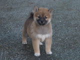 Chiots Shiba Inu LOF &agrave; r&eacute;server