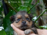 Chiots Spitz Allemand LOF à réserver