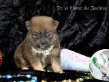 Chiots Spitz Allemand LOF à réserver