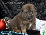 Chiots Spitz Allemand LOF à réserver