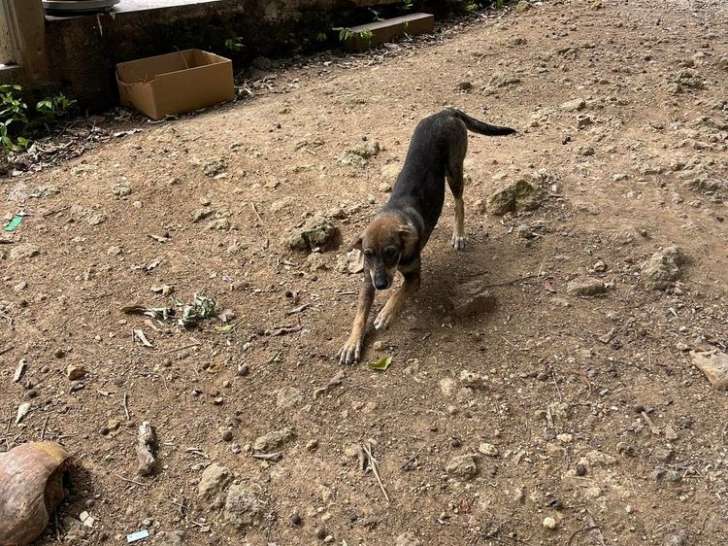 Adorable chiot femelle type Berger Créole non-LOF, née en mars 2021, cherche sa famille