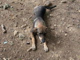 Adorable chiot femelle type Berger Créole non-LOF, née en mars 2021, cherche sa famille