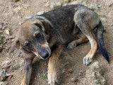 Adorable chiot femelle type Berger Créole non-LOF, née en mars 2021, cherche sa famille