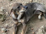 Adorable chiot femelle type Berger Créole non-LOF, née en mars 2021, cherche sa famille