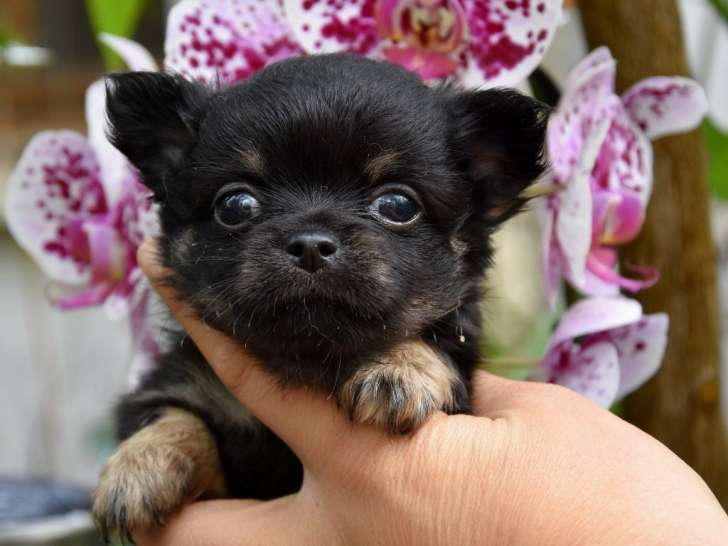 Chiots Chihuahua LOF à vendre