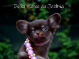 Chiots Chihuahua LOF à vendre