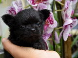 Chiots Chihuahua LOF à vendre