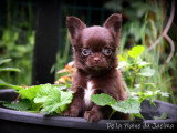 Chiots Chihuahua chocolat LOF à vendre