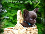 Chiots Chihuahua chocolat LOF à vendre