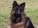 Magnifique mâle Berger Allemand poil long LOF, noir et feu, âgé de trois ans, disponible pour sa dulcinée