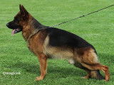 Exceptionnel mâle Berger Allemand LOF, noir et feu, disponible pour saillie