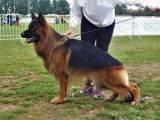 Splendide mâle Berger Allemand à poil long LOF, noir et fauve, âgé de trois ans, disponible pour accouplement