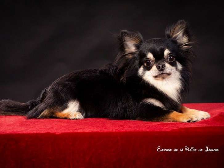 Etalon Chihuahua noir et feu disponible pour saillie