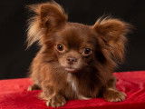 Etalon Chihuahua chocolat LOF disponible pour saillie