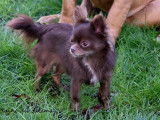 Etalon Chihuahua chocolat LOF disponible pour saillie