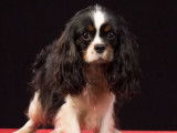 Etalon Cavalier King Charles Spaniel tricolore LOF