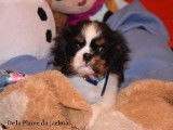 Etalon Cavalier King Charles Spaniel tricolore LOF