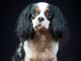 Cavalier King Charles Spaniel LOF tricolore disponible pour saillie