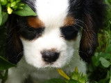 Cavalier King Charles Spaniel LOF tricolore disponible pour saillie