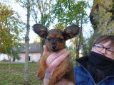 Femelles Russkiy Toy LOF &agrave; vendre