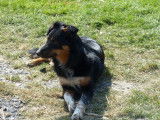 Chienne Border Collie noire tricolore LOF à vendre