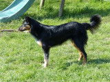 Chienne Border Collie noire tricolore LOF à vendre