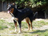 Chienne Border Collie noire tricolore LOF à vendre