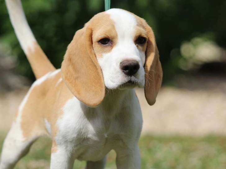 Chiots Beagle tricolore LOF à vendre