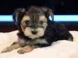 345 Chiots de race Morkie robe fauve disponible