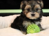 345 Chiots de race Morkie robe fauve disponible