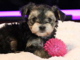 345 Chiots de race Morkie robe fauve disponible