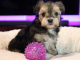345 Chiots de race Morkie robe fauve disponible