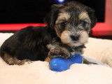 345 Chiots de race Morkie robe fauve disponible