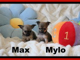Portée de chiots de race Chihuahua à réserver dès maintenant