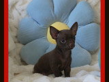 Portée de chiots de race Chihuahua à réserver dès maintenant