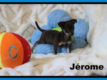 Portée de chiots de race Chihuahua à réserver dès maintenant