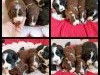 4 chiots mâles et femelles de race Bernedoodle robe bicolore à adopter