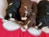 4 chiots mâles et femelles de race Bernedoodle robe bicolore à adopter