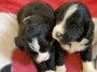 4 chiots mâles et femelles de race Bernedoodle robe bicolore à adopter