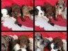 4 chiots de race Aussiedoodle robe bicolore et tricolore à adopter